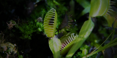 Venus-flytrap-SMALLER